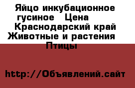 Яйцо инкубационное гусиное › Цена ­ 40 - Краснодарский край Животные и растения » Птицы   